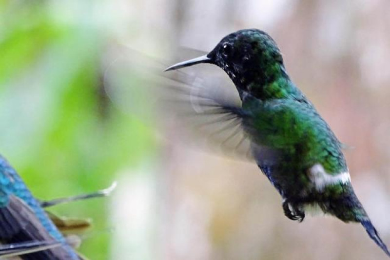 MINDO KOLIBRI