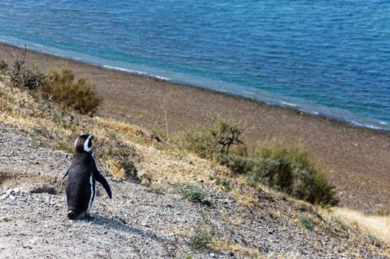 pinguin
