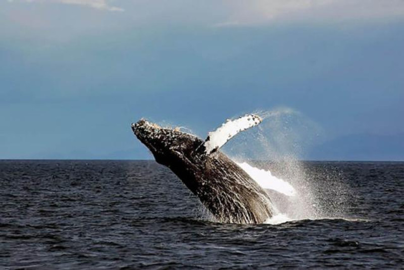WHALESOUND