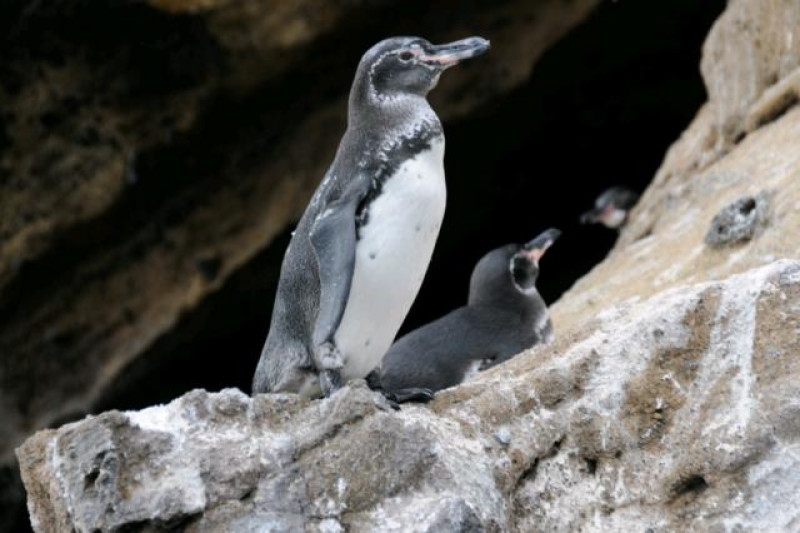 PINGUIN GALAPAGOS