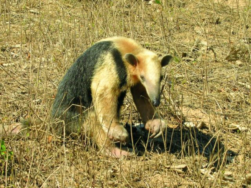 ameisenbaer pantanal