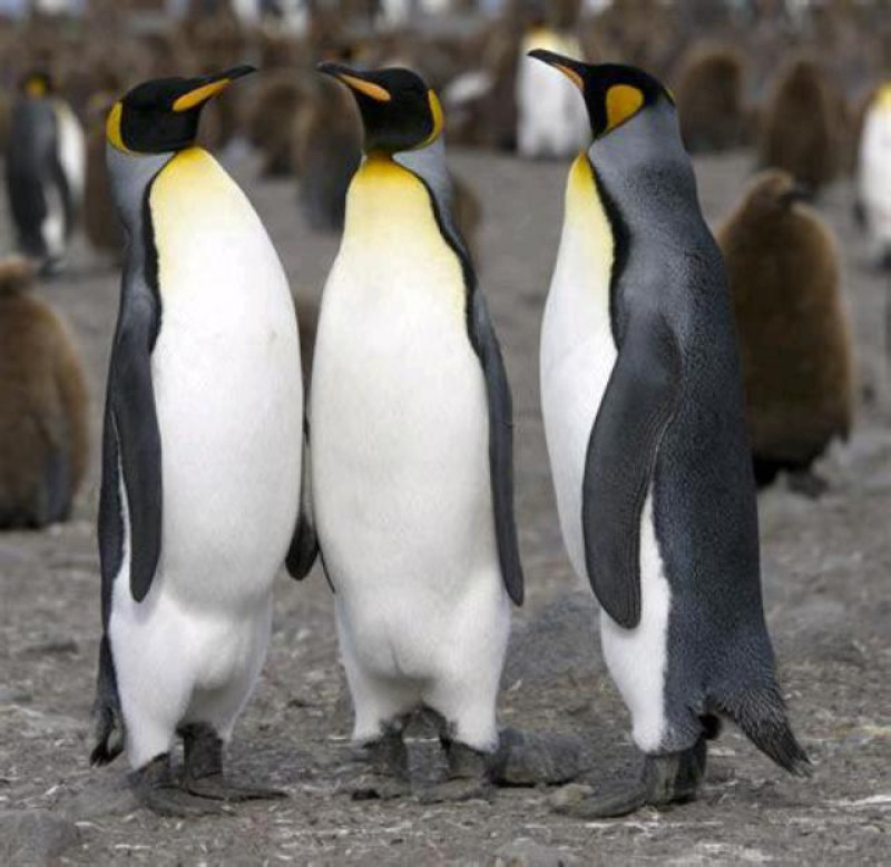 KÖNIGSPINGUINE
