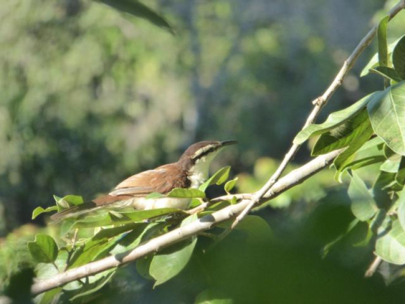 MINCA VOGEL