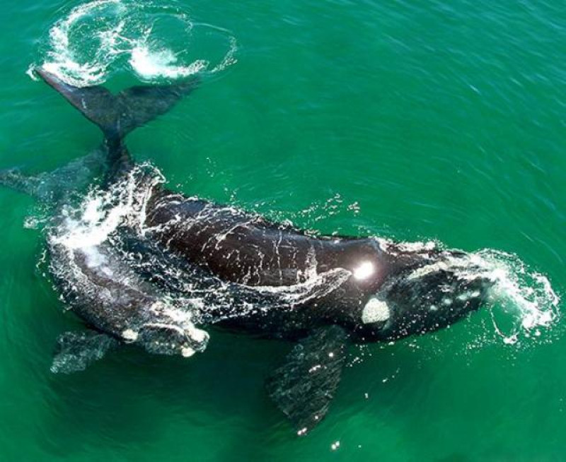 ORCA PENINSULA VALDES