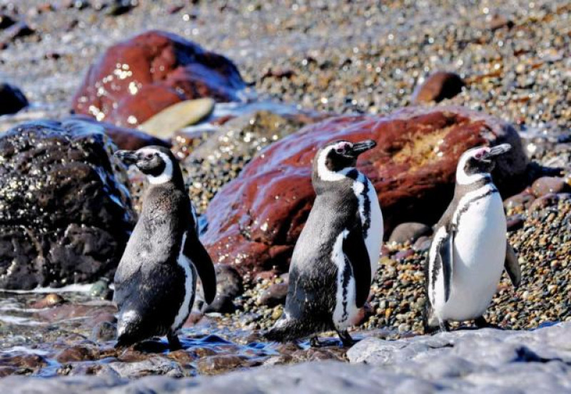 PINGUINE VALDES