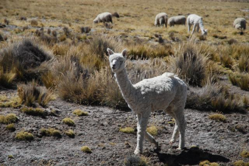 PERU COLCA CANYON ALPACA VICUÑA