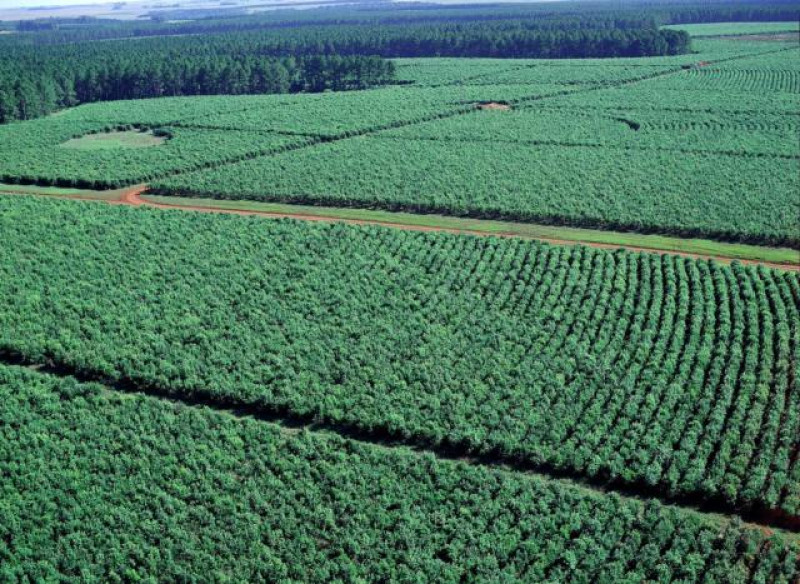 yerba mate plantage