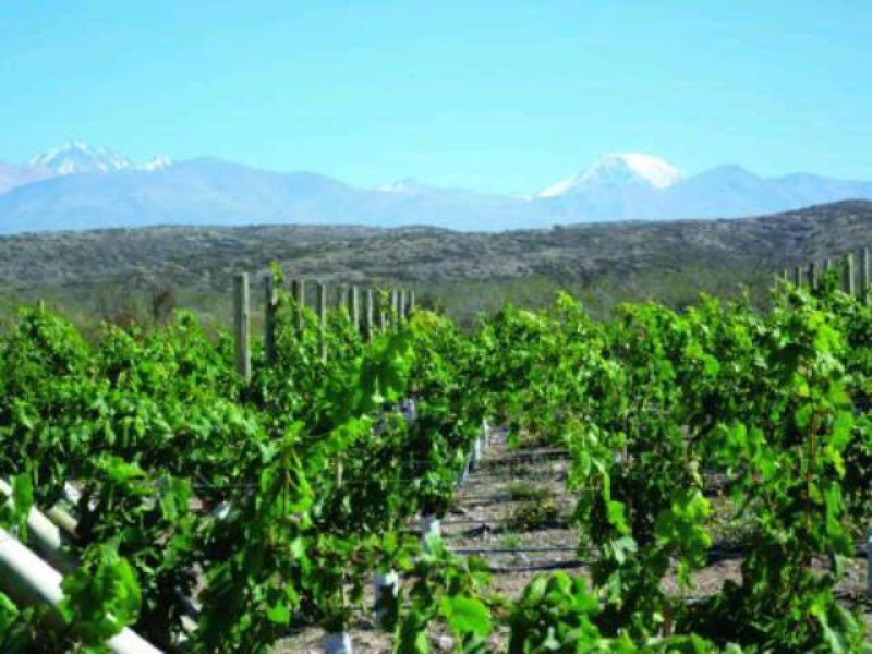 MW-RR WEIN BERGE NP