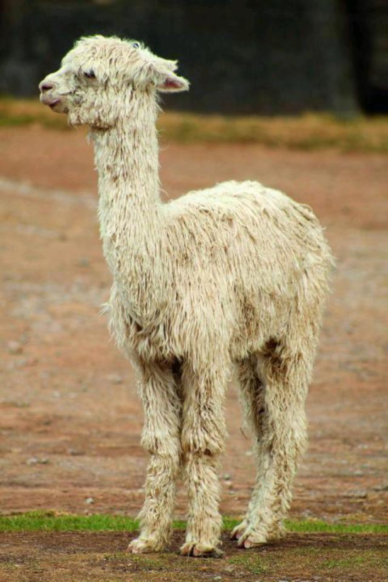 lama